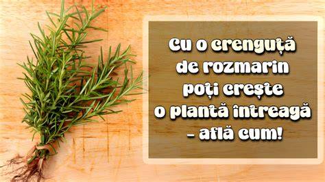 Grafice: beneficii cognitive asociate cu consumul de rozmarin