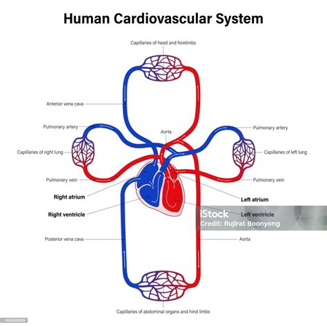 Ilustrație a sistemului cardiovascular uman