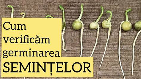 Imagine: schemea procesului de germinare a semintelor de hrișcă și beneficiile nutritive