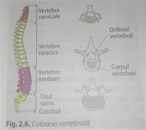 Diagramă: aliniera coloanei vertebrale pe o saltea adecvată pentru gravide