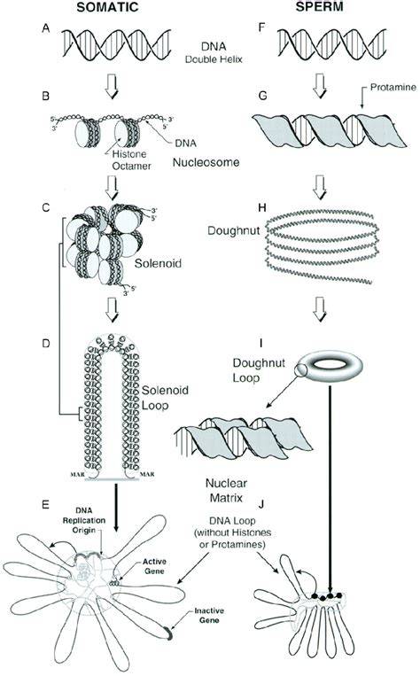 Figura 1: Halou plural rezultat ADN spermatic