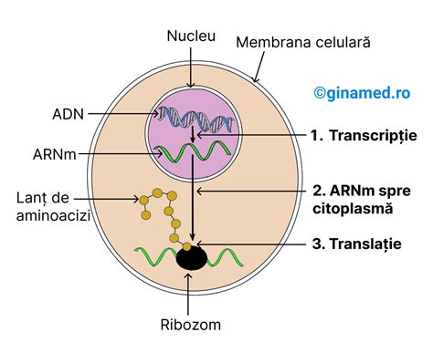 Schema digestiei proteinelor hidrolizate