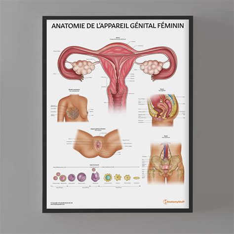 Schema anatomiei feminine