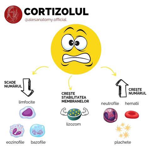 Diagramă: efectele atingerii materne asupra cortizolului la pui