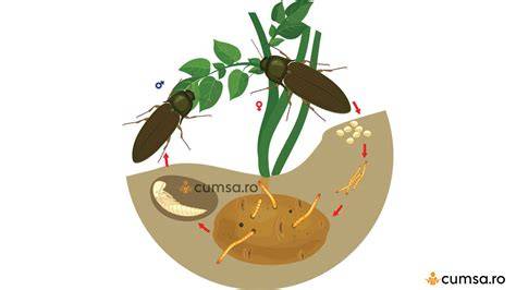 Infografie: ciclu de viata al viermilor sarma (Agriotes spp.)