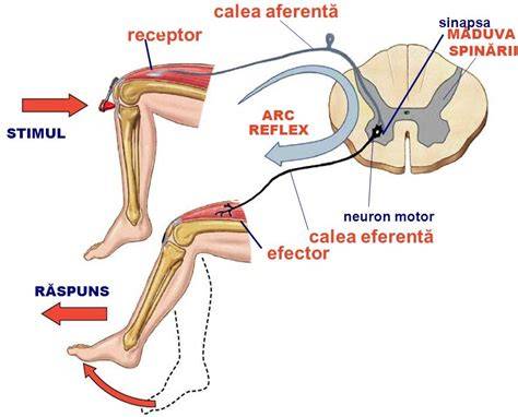 Infografic: Arcul reflexului osteotendinos cu componentele sale (receptori, măduva spinării, neuroni motorii alfa)
