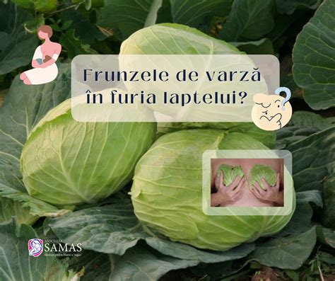 Ilustrație a sânilor cu semne de furie a laptelui: mărire, roșeață, durere