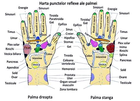 Diagramă a reacțiilor fiziologice generate de reflexoterapie