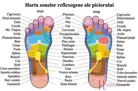 Harta zonelor reflexogene în talpă, mână și ureche
