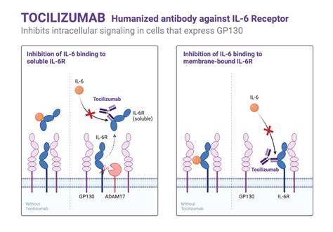 Infografic despre mecanismul RoActemra (tocilizumab) și IL-6