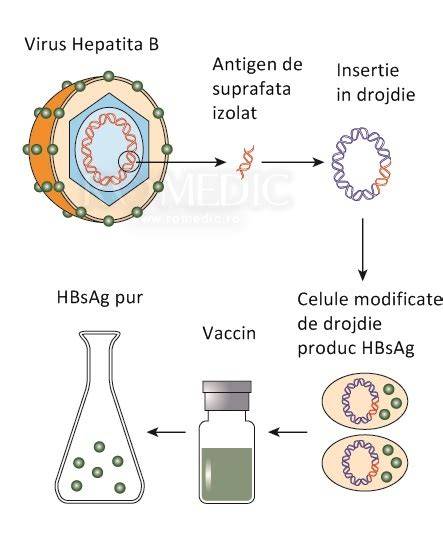 Schema profilaxie nou-născut HBV: vaccin + HBIG în 12 ore