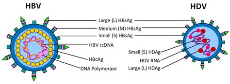 Diagramă comparativă HBV vs. HCV în sarcină