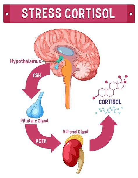 Schema axei HPA, cortizolul și modul de reglare a stresului
