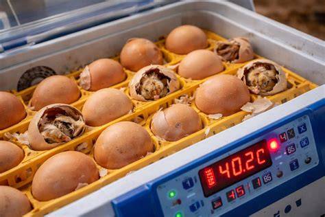 Schema incubator improvizat pentru puii de pisică