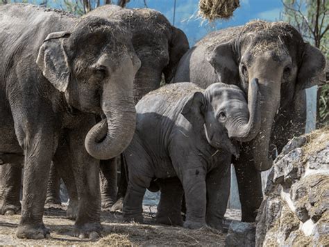 Imagine: Familie de elefanți în habitat sălbatic