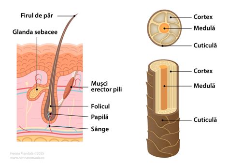 Structura firului de păr