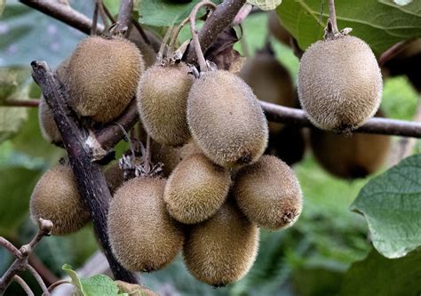 Structura unui fruct kiwi