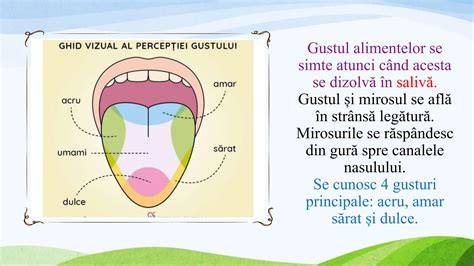 Infografic despre cum se formează gustul la bebeluși: rolul papilelor gustative, gusturi de bază, și timpul de dezvoltare