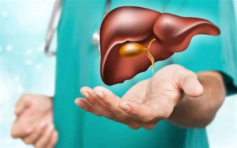 Funcțiile ficatului