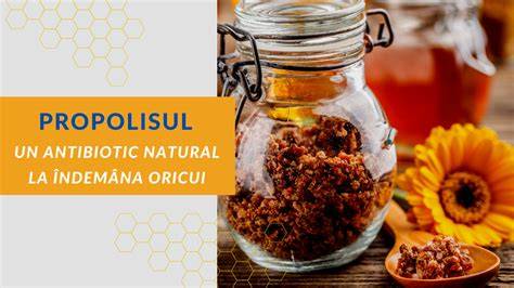 Infografic despre cum actioneaza propolisul glicolic in organism si potentialele efecte asupra imunitatii si sistemului hormonal