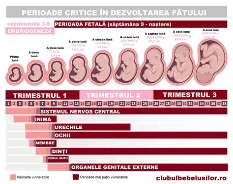 Infografie: Evoluția vulnerabilității emoționale în sarcină pe trimestre