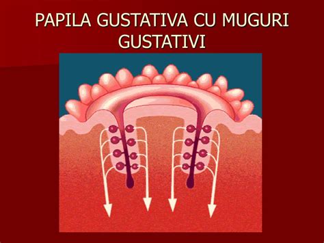 făt cu muguri gustativi dezvoltați