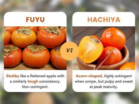 Infografie: Tipuri de kaki (Hachiya vs. Fuyu) și momentul optim de consum