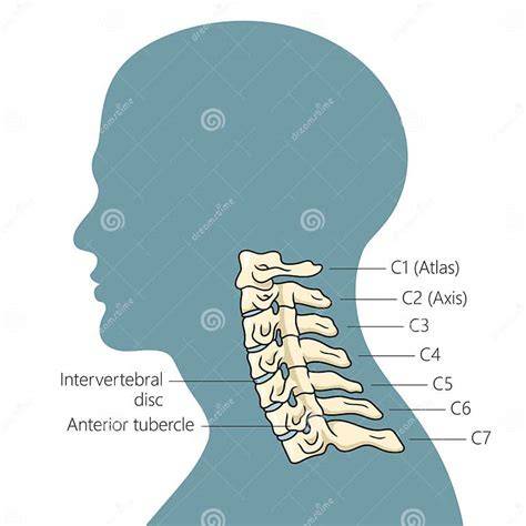 Schema evoluției dilatării cervicale
