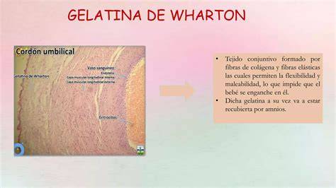 procesare tesut cordon gelatina Wharton