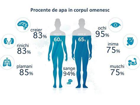 Diagramă: distribuția aproximativă a apei în organism pe țesuturi (mușchi, piele, os, sânge, organe)