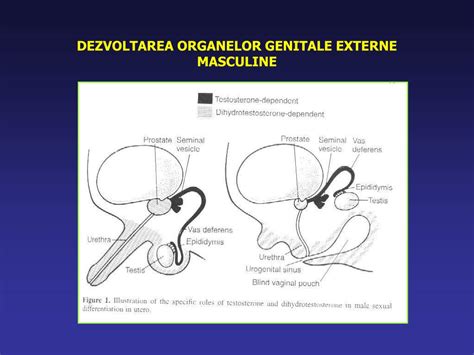 Dezvoltarea fetală a organelor genitale masculine