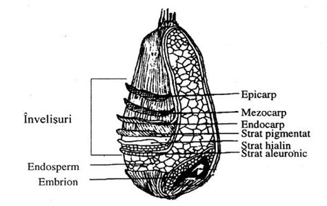 Structura bobului de hrișcă
