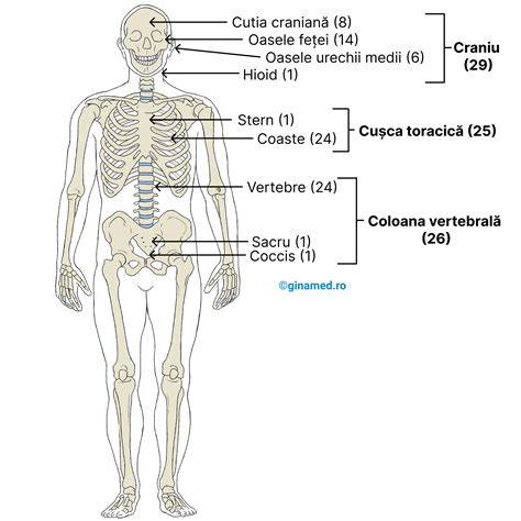 Imagini ale scheletului fetal la morfologie fetală