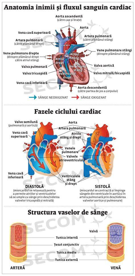 Infografic despre fluxul sangvin placentar si impactul nicotinei