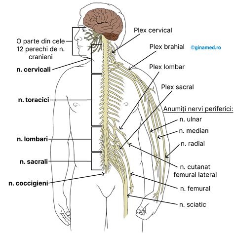 Diagramă simplificată a sistemului nervos și modul de acțiune al anestezicelor