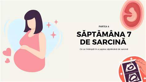 Infografic: observații ecografice în săptămâna 7 de sarcină