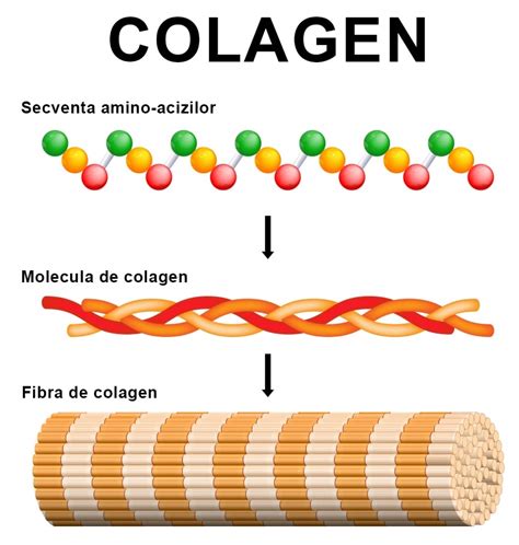Structura moleculară a colagenului, precursorul gelatinei