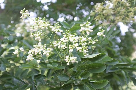 Ilustrație cu ingredientele cheie: avocado, centella asiatica, sophora japonica