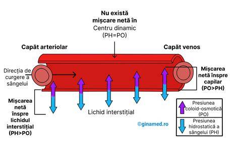 Diagramă posturală: fluxul sanguin venos cu și fără compresie și drenaj limfatic