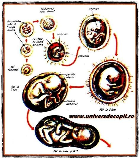 Imagine: ecografie fetala si detalii despre dezvoltarea fatului in diferite etape