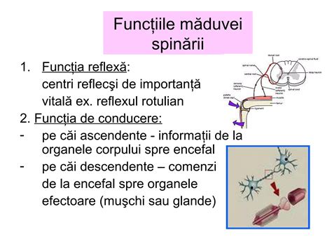 Infografic despre impactul leziunilor măduvei spinării asupra funcțiilor corpului