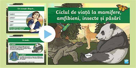 Infografic privind ciclul de viață al periuțelor de dinți (plastic vs bambus)