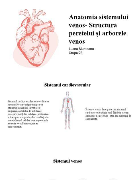 Infografic: Cum acționează plantele din Pilex asupra sistemului venos și digestiv