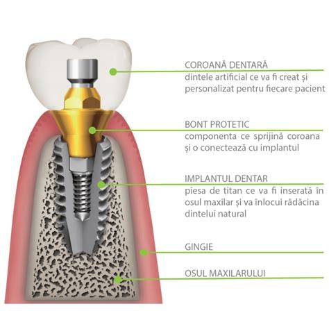 Infografica: cum se introduce un vaccin in organism si ce se intampla in organism