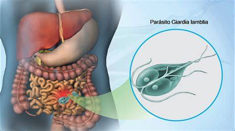 Infografic: Ciclul de viață Giardia lamblia și traseul de transmitere