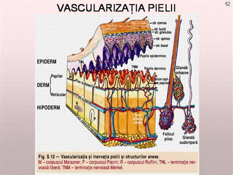 Diagramă a foliculului pilos cu glanda sebacee și elemente de pigmentare