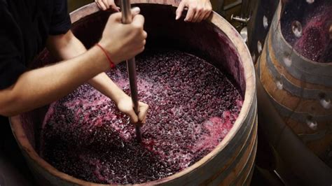 Procesul de fermentatie a varzei