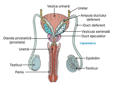 Schema sistemului reproducător masculin