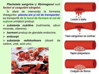 Schema modificărilor coagulării și fibrinolizei în sarcină și post-partum