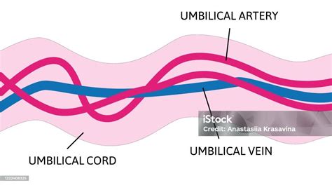 Ilustrație circulară de cordon ombilical